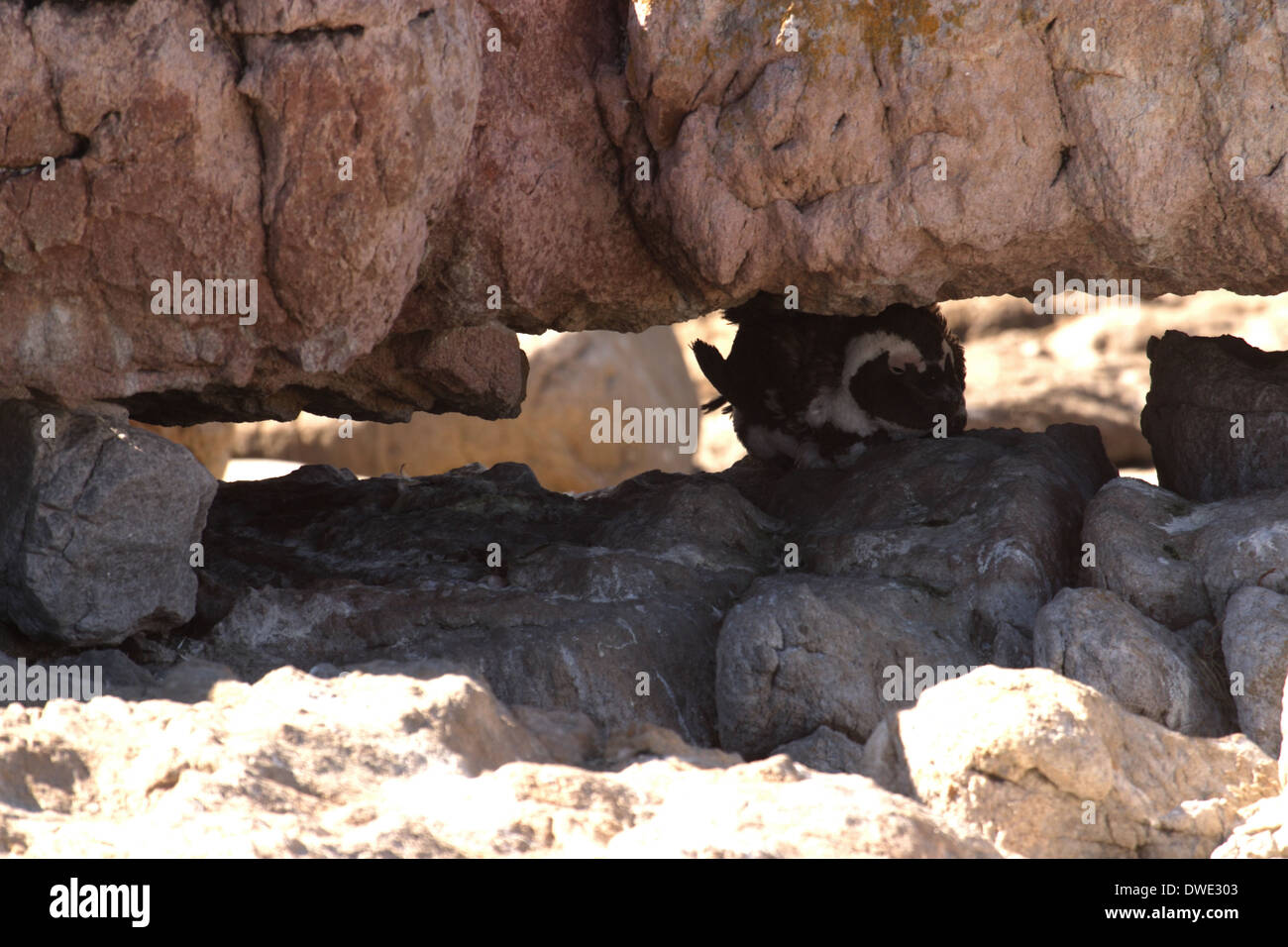 Baby jackass penguin moulting sotto una sporgenza di roccia in Betty's Bay, Sud Africa Foto Stock