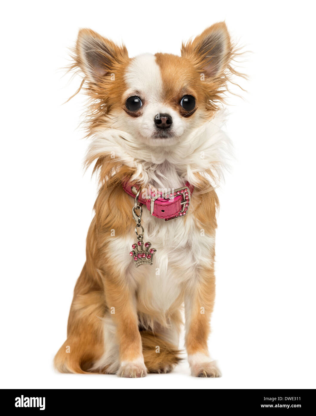 Chihuahua che indossa un collare lucido, seduta, 7 mesi, contro uno sfondo bianco Foto Stock