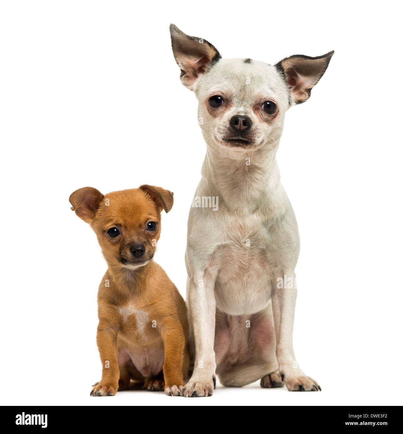 Chihuahua adulto e cucciolo seduti insieme, 3 mesi di età, contro uno sfondo bianco Foto Stock