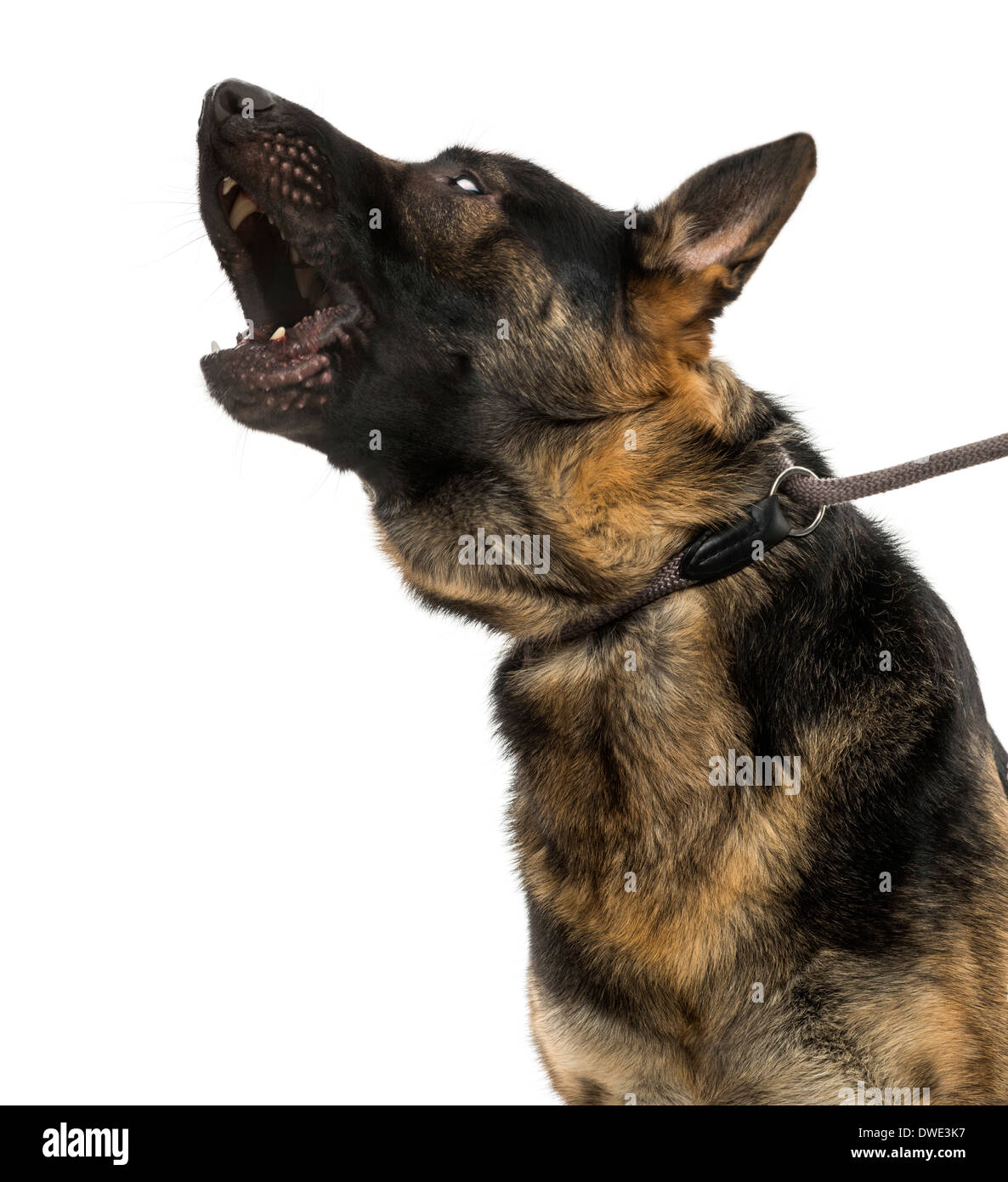 Close-up di un ululato pastore belga cane al guinzaglio, quindici mesi di età, contro uno sfondo bianco Foto Stock