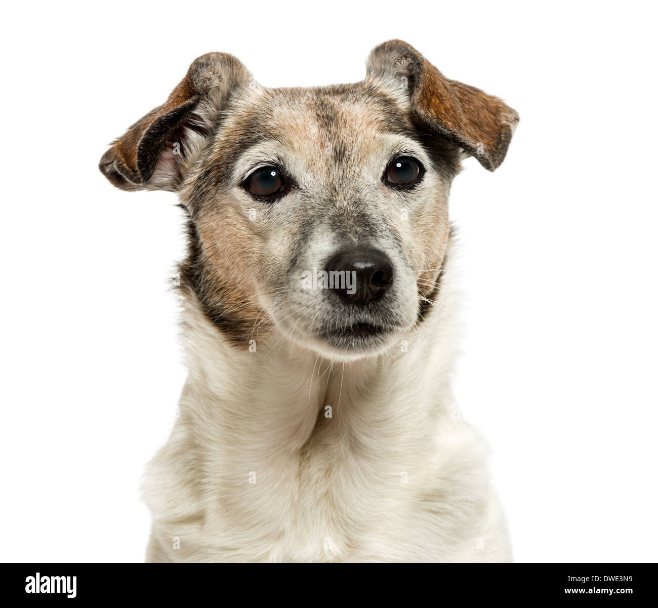 Close-up di un vecchio Jack Russell Terrier, 13 anni, contro uno sfondo bianco Foto Stock