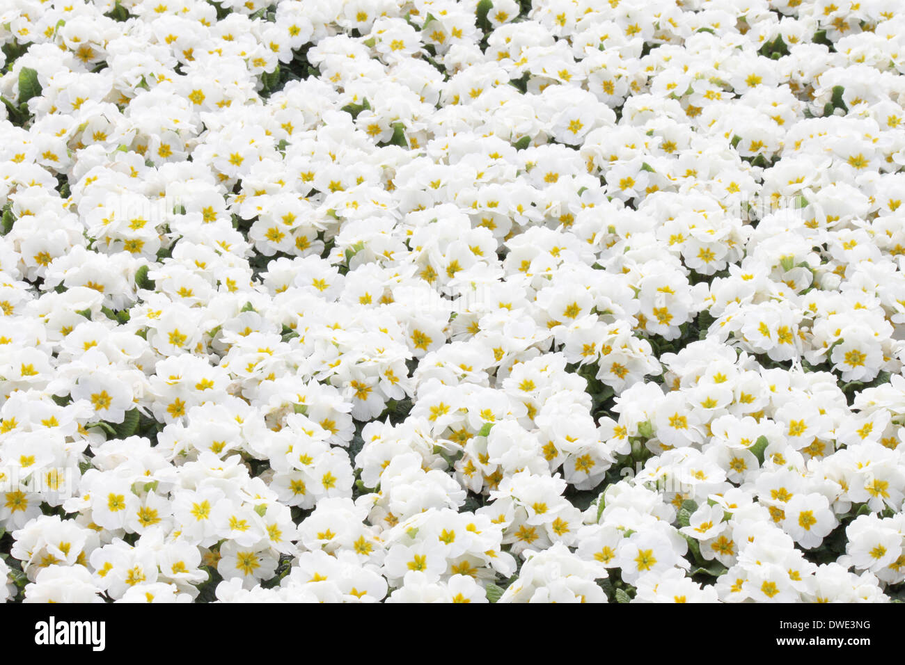 White Primula fiori su aiuola Foto Stock