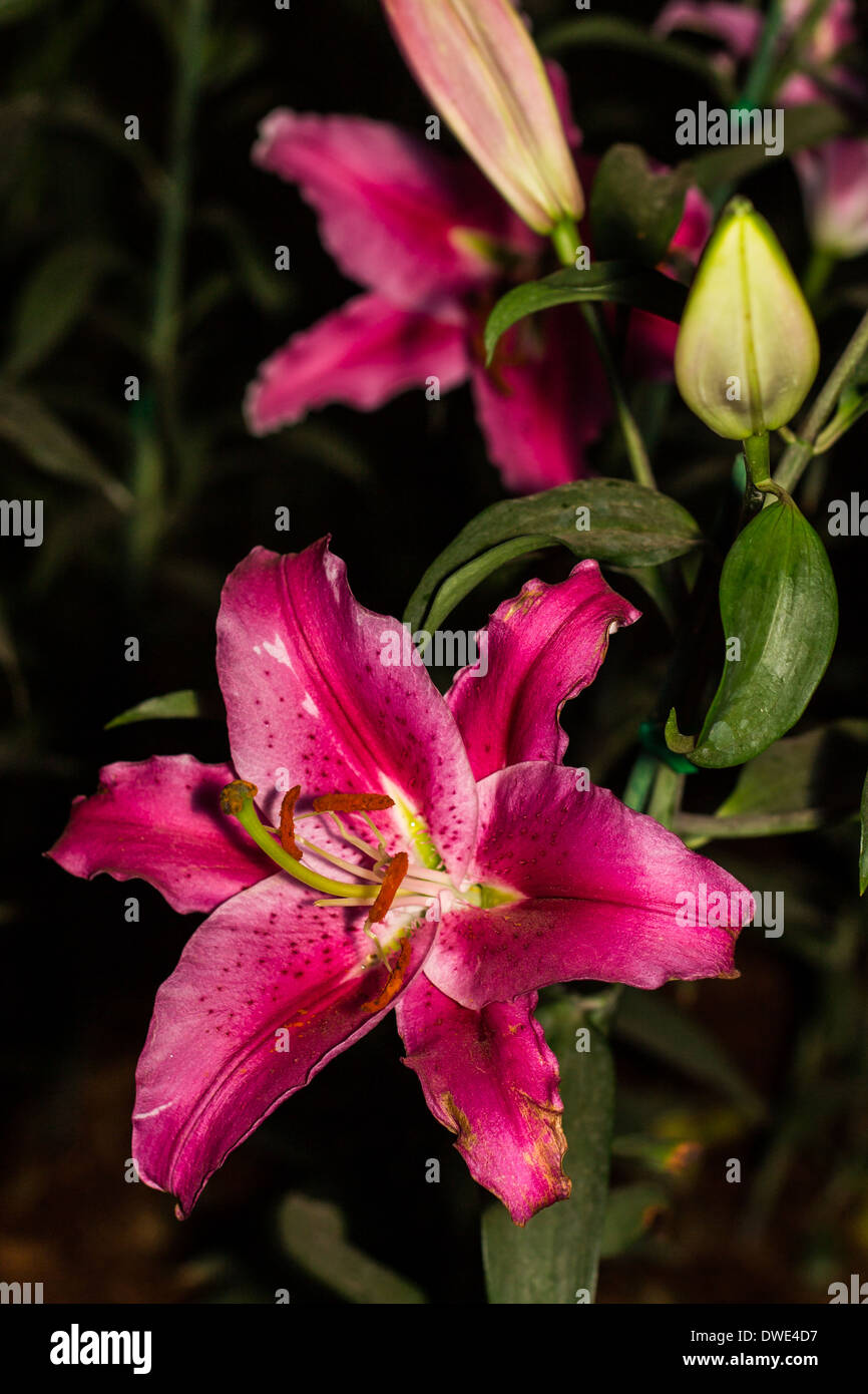 Bella gigli rosa Foto Stock