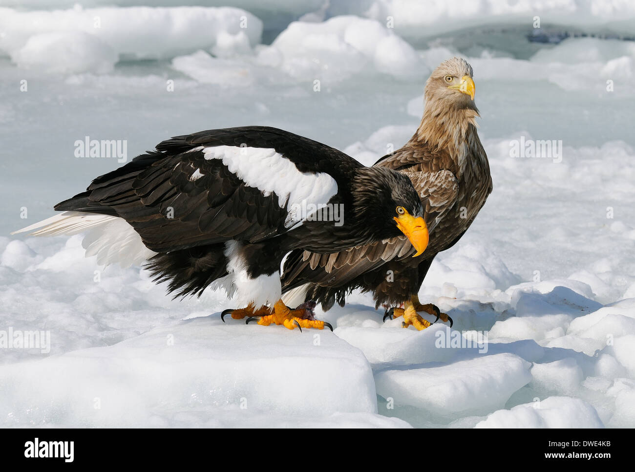 White-tailed Eagle e Stellers Sea Eagle insieme sul ghiaccio di drifting in corrispondenza dello stretto di Nemuro vicino a Rausu su Hokkaido, Giappone. Foto Stock White-tailed Eagle e Stellers Sea Eagle insieme sul ghiaccio di drifting in corrispondenza dello stretto di Nemuro vicino a Rausu su Hokkaido, Giappone. Foto Stock