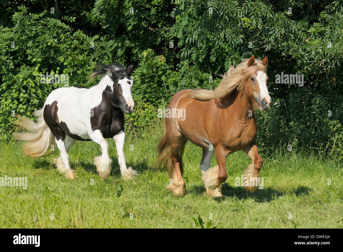 Due irlandesi Cob cavalli al galoppo nel campo Foto Stock