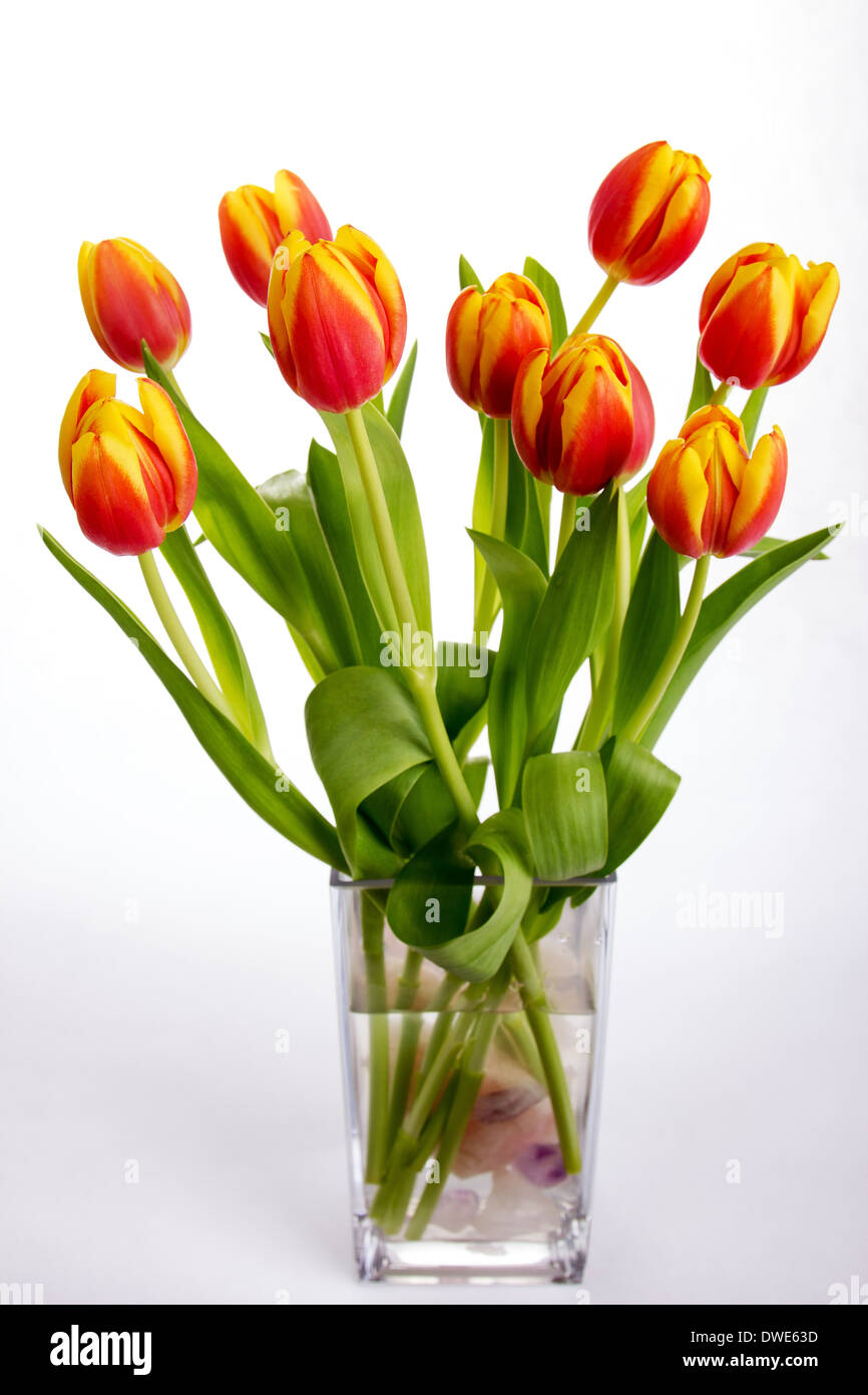 Molto bella in rosso e arancione tulipani su un puro sfondo bianco Foto Stock