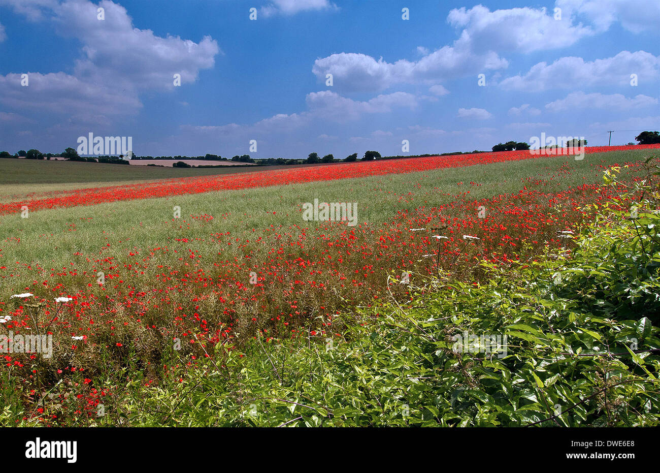 I campi di papavero in nella campagna del Dorset Foto Stock