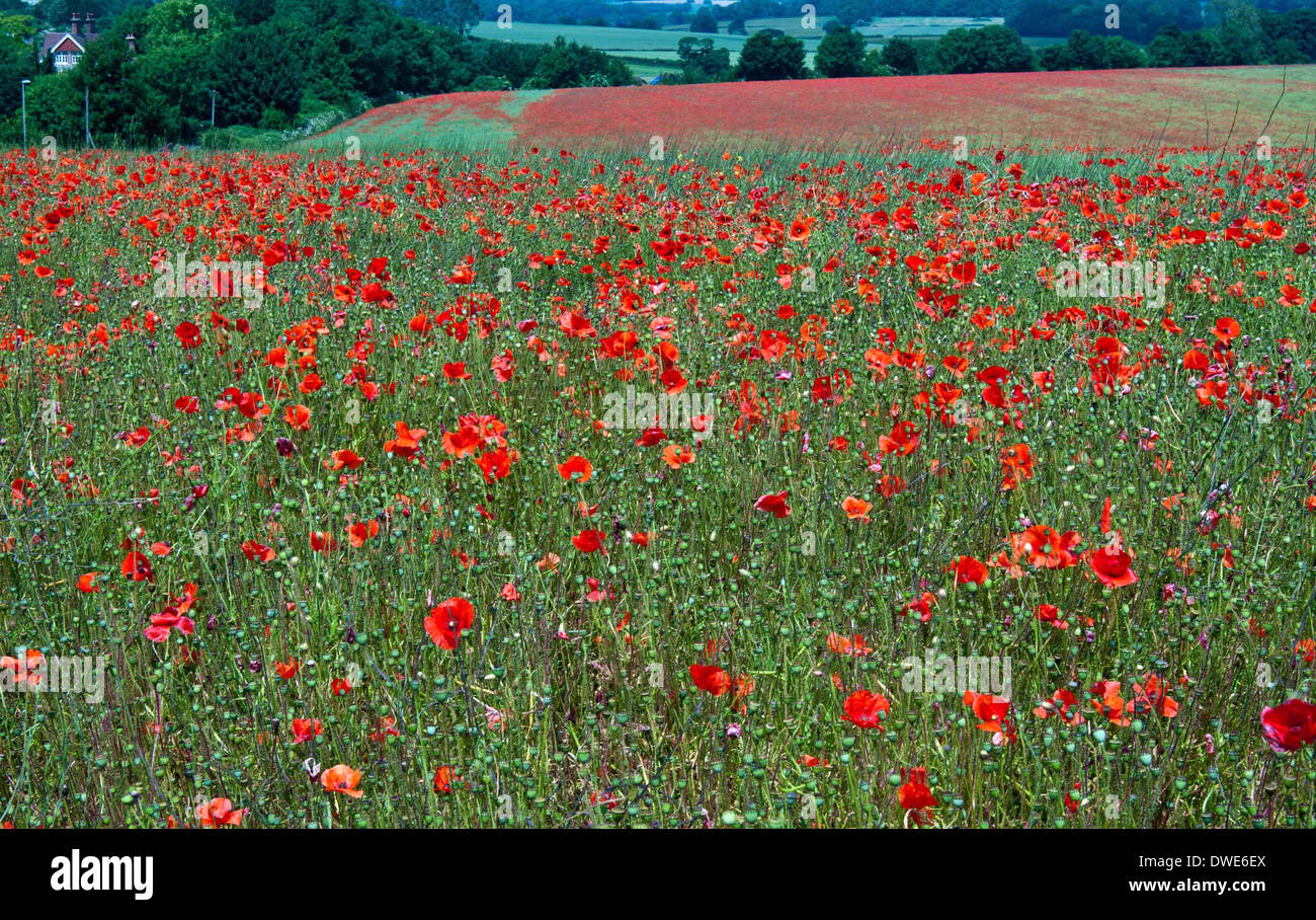 I campi di papavero in nella campagna del Dorset Foto Stock