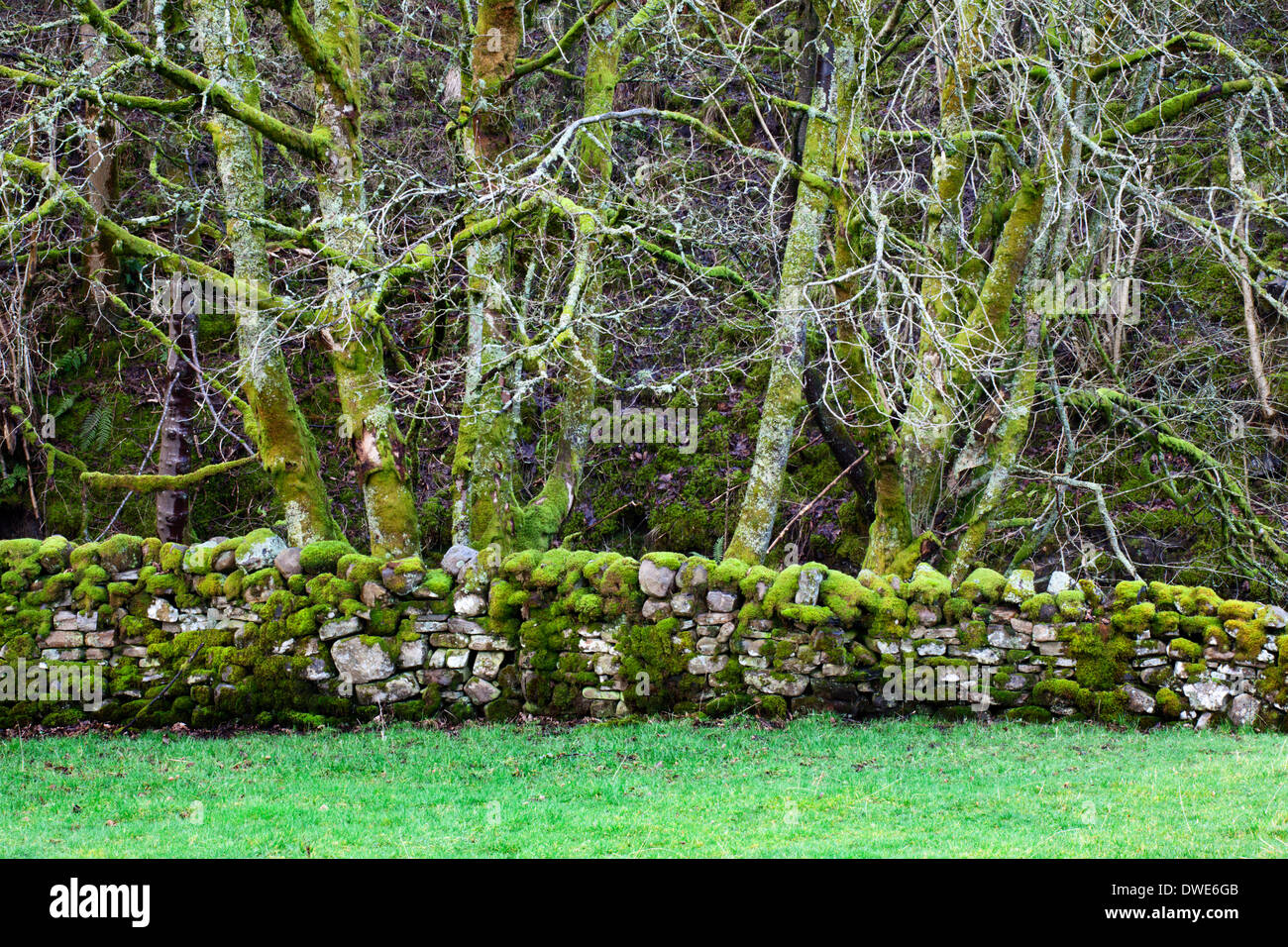 Moss ricoperta in pietra a secco e di parete inverno alberi in Garsdale Yorkshire Dales Cumbria Inghilterra England Foto Stock