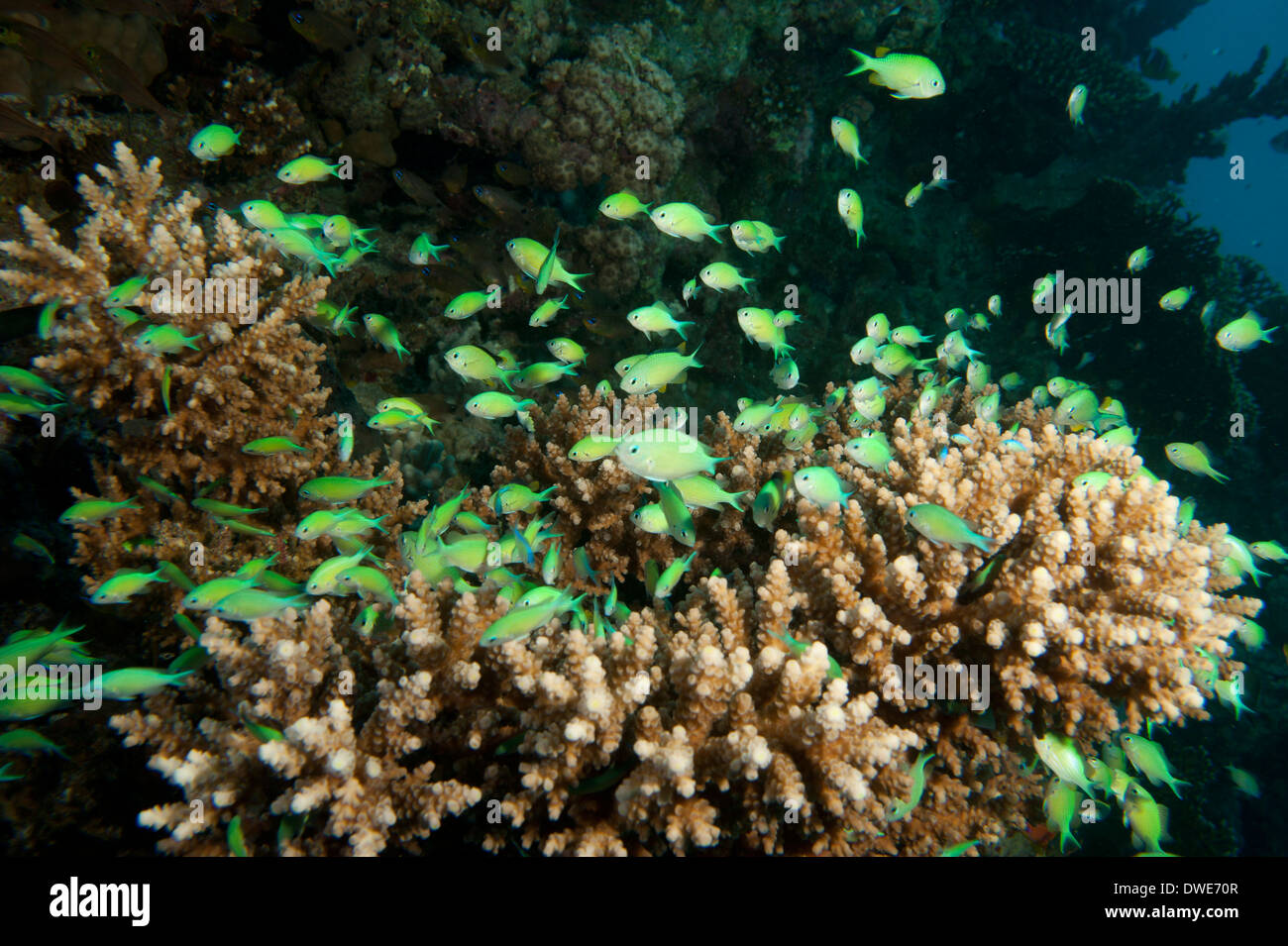Chromis verde tra il cavolfiore Coral Mar Rosso in Egitto Foto Stock