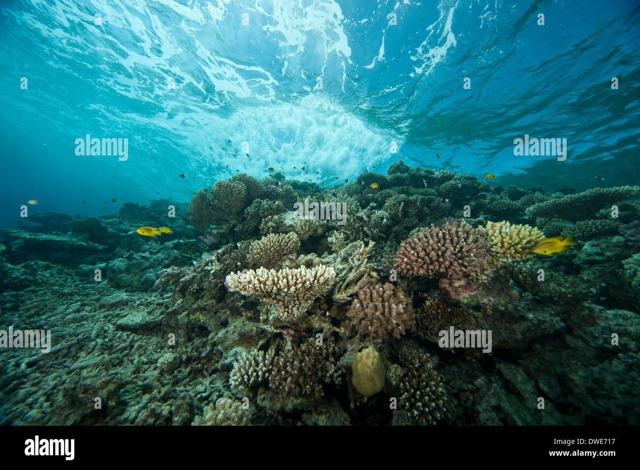 La Staghorn e cavolfiore coral sotto la superficie si rigonfiano Mar Rosso in Egitto Foto Stock