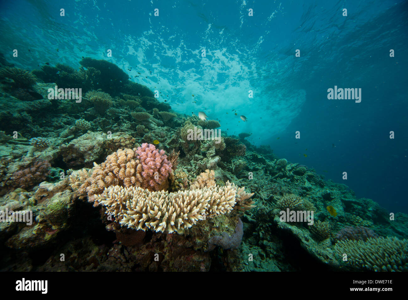 La Staghorn e cavolfiore coral sotto la superficie si rigonfiano Mar Rosso in Egitto Foto Stock