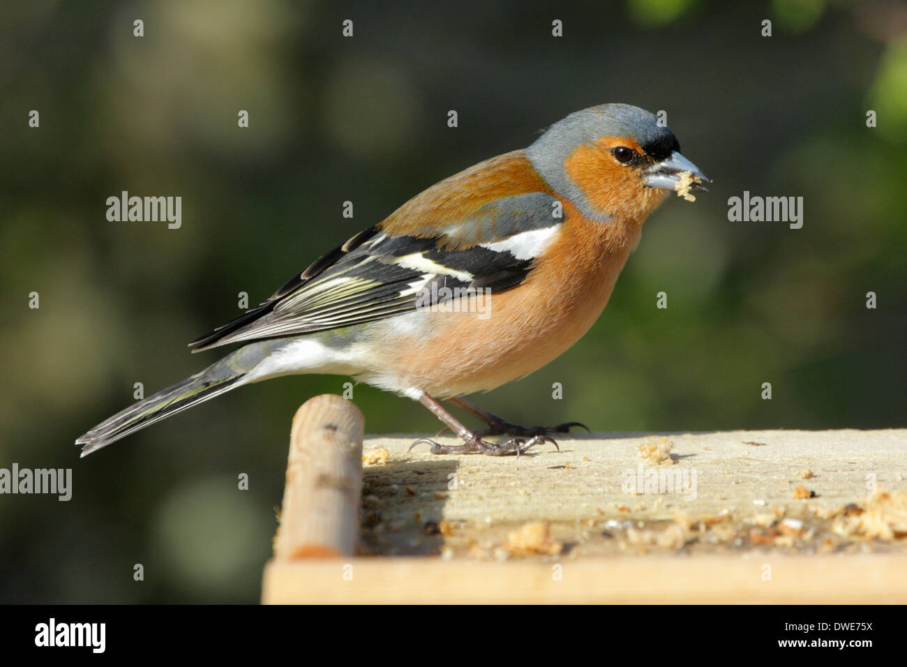 Fringuello Fringilla coelebs Scotland Regno Unito Foto Stock