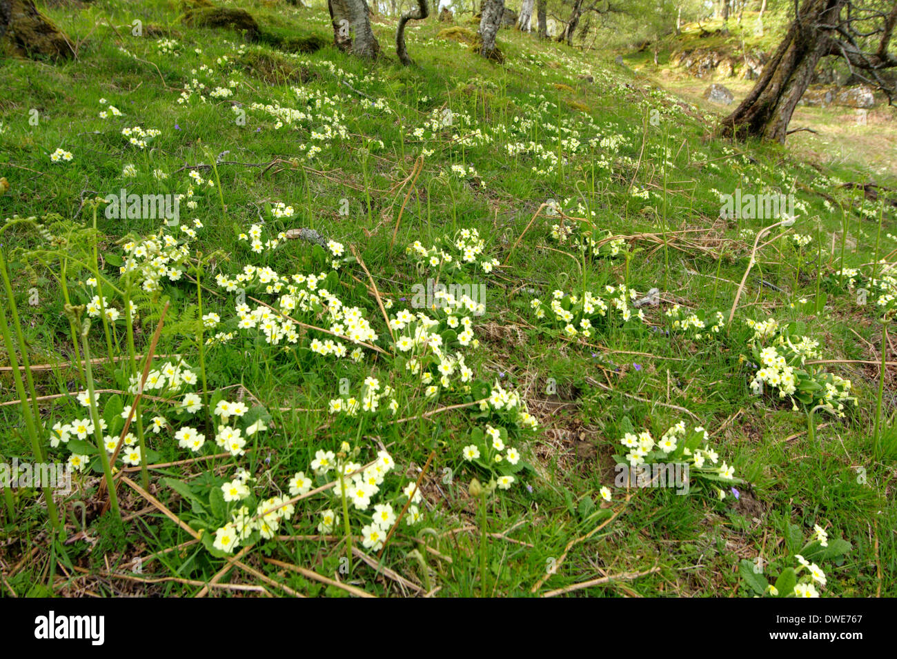Primule Primula vulgaris Scotland Regno Unito Foto Stock