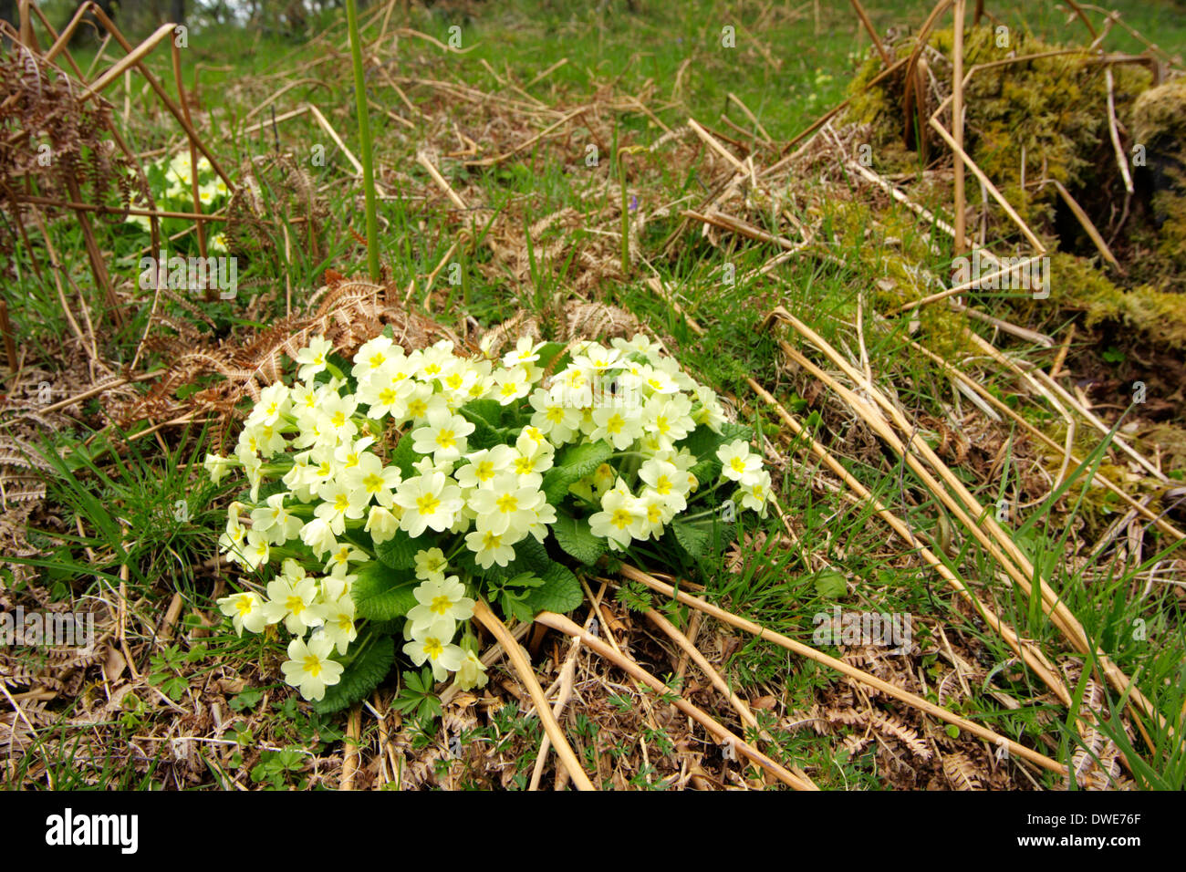 Primule Primula vulgaris Scotland Regno Unito Foto Stock