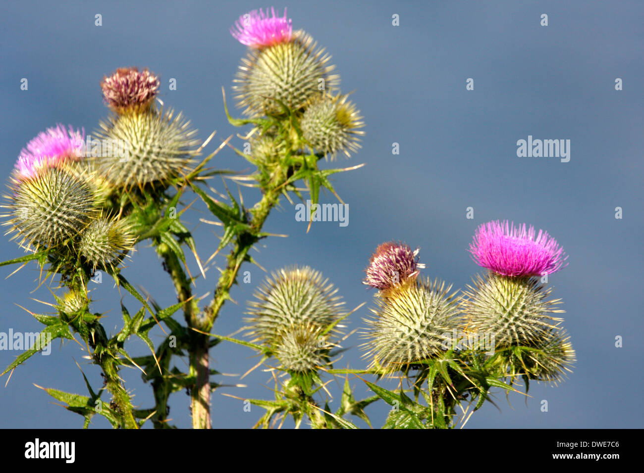 Spear thistle Cirsium vulgare Scotland Regno Unito Foto Stock