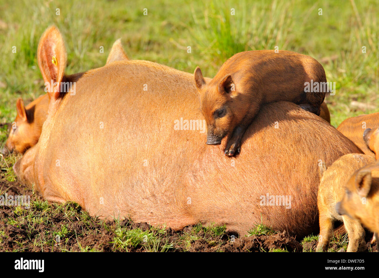 Tamworth suinetti Sus scrofa domesticus Scotland Regno Unito Foto Stock