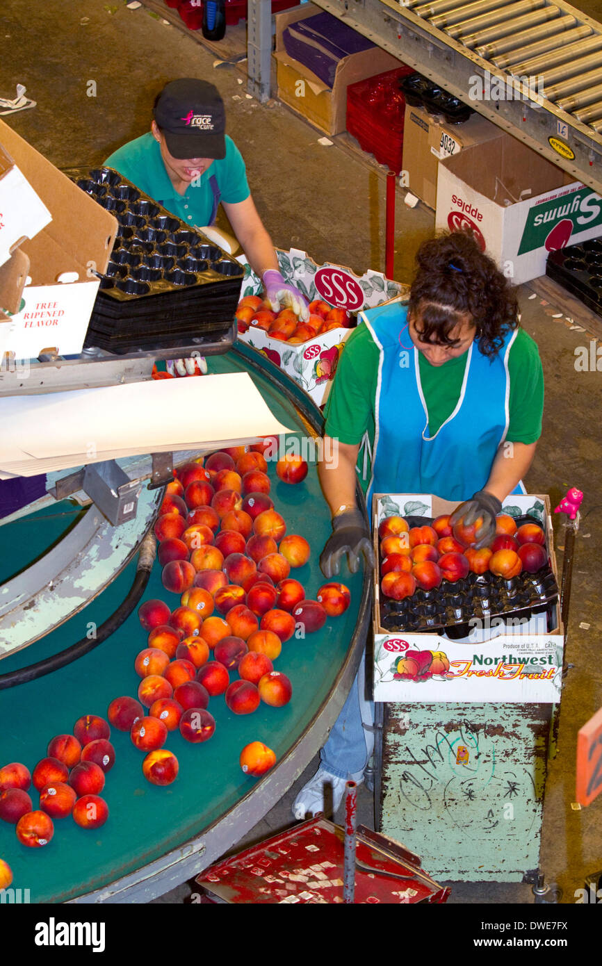 Lavoratori ordina le pesche alla frutta Symms Ranch impianto di imballaggio vicino pendio soleggiato, Idaho, Stati Uniti d'America. Foto Stock