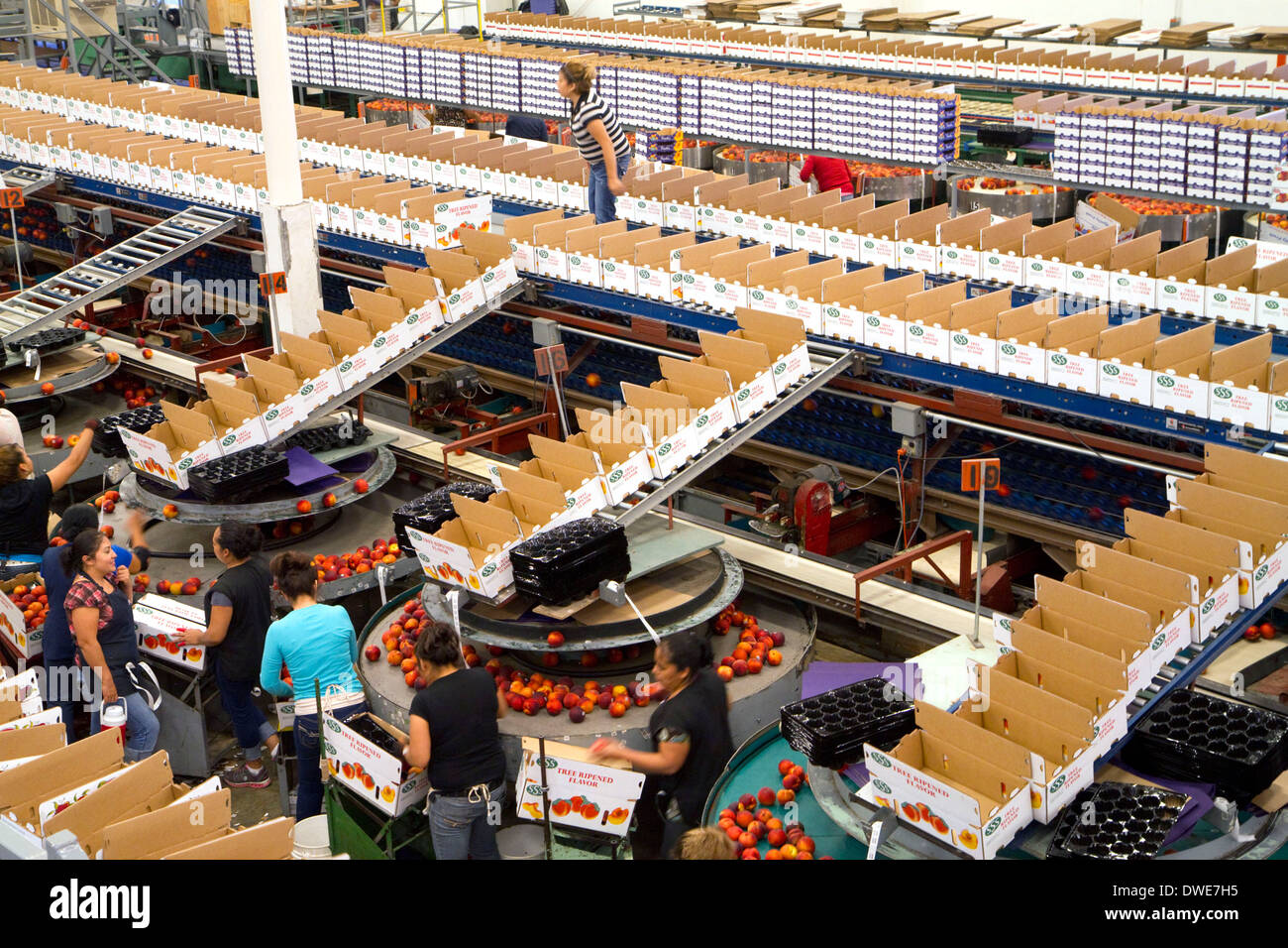Lavoratori ordina le pesche alla frutta Symms Ranch impianto di imballaggio vicino pendio soleggiato, Idaho, Stati Uniti d'America. Foto Stock