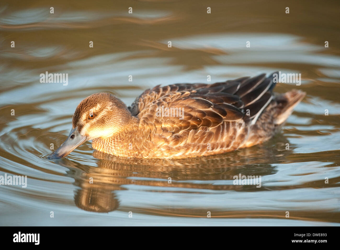 Alzavola Anas crecca Lincolnshire UK Foto Stock