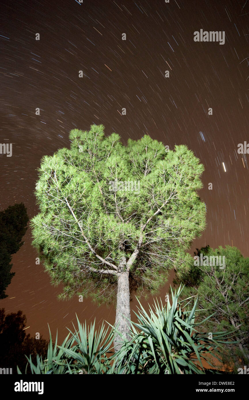 Lapideo italiano Pino Pinus pinea stelle nel cielo notturno Andalusia Spagna Foto Stock
