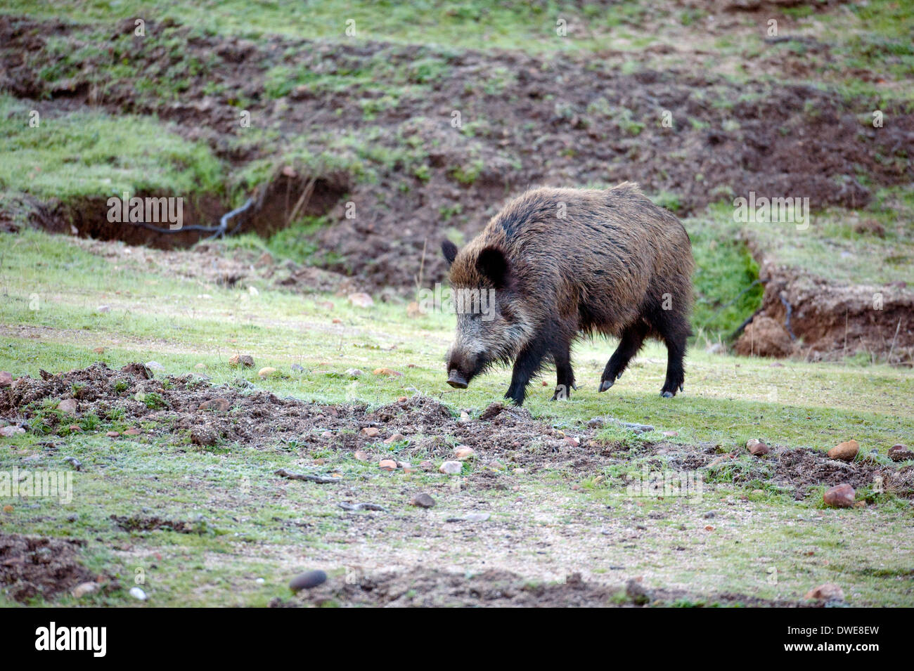 Il cinghiale Sus scrofa Andalusia Spagna Foto Stock