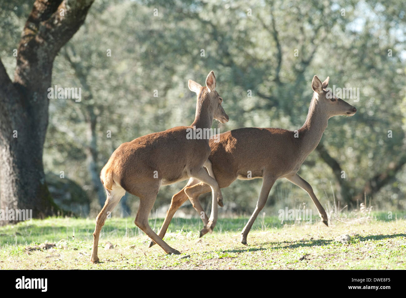 Red Deer Cervus elaphus Andalusia Spagna Foto Stock