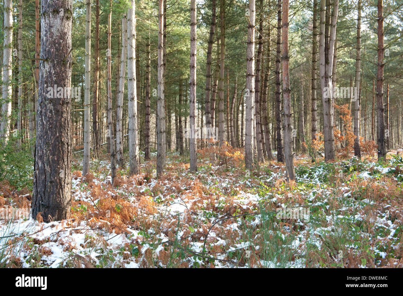 Gli alberi di pino boschi Thornden Kent REGNO UNITO Foto Stock