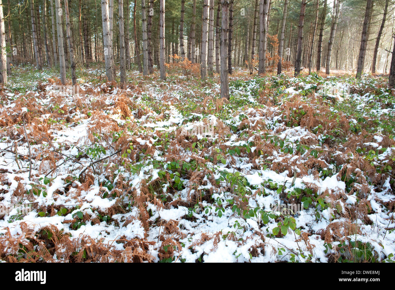 Gli alberi di pino boschi Thornden Kent REGNO UNITO Foto Stock