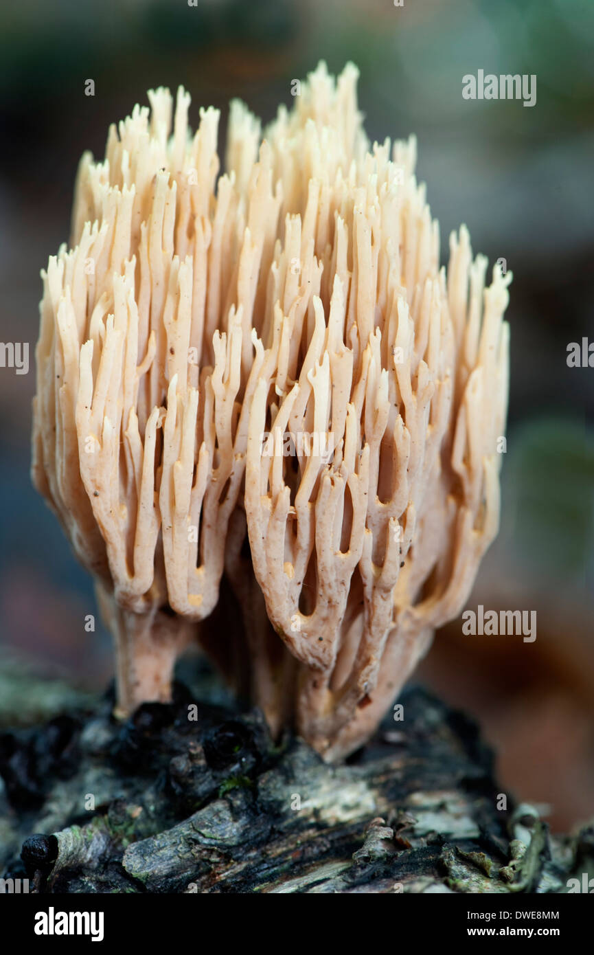 Montante Coral fungo Ramaria stricta REGNO UNITO Foto Stock