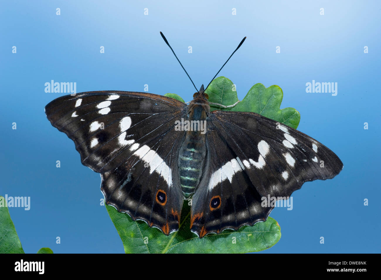 Viola Imperatore Butterfly Apatura iris REGNO UNITO Foto Stock