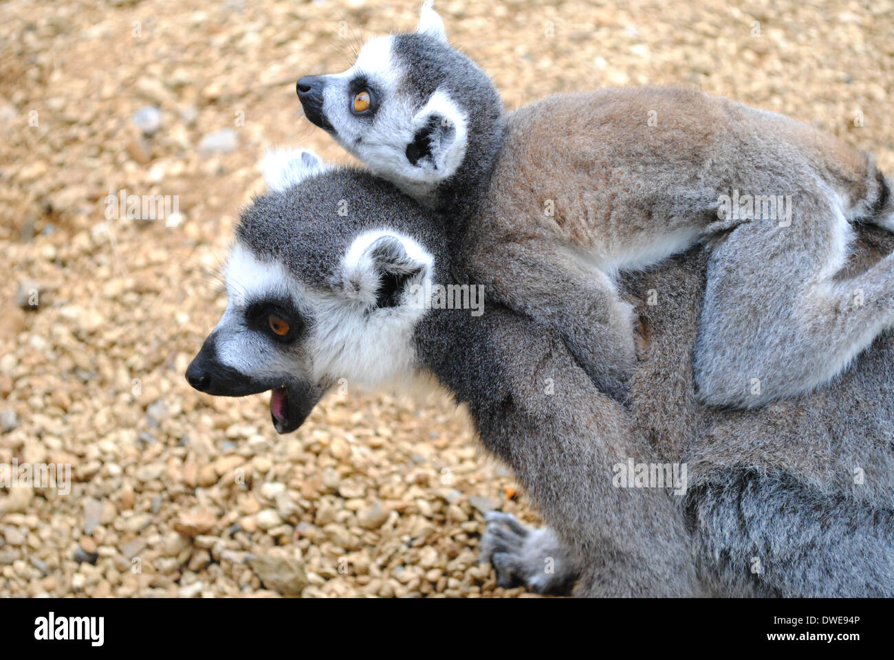 La madre e il bambino anello-tailed Lemur a Burford Cotswold Wildlife Park, Madagascar a piedi per attrazione Foto Stock