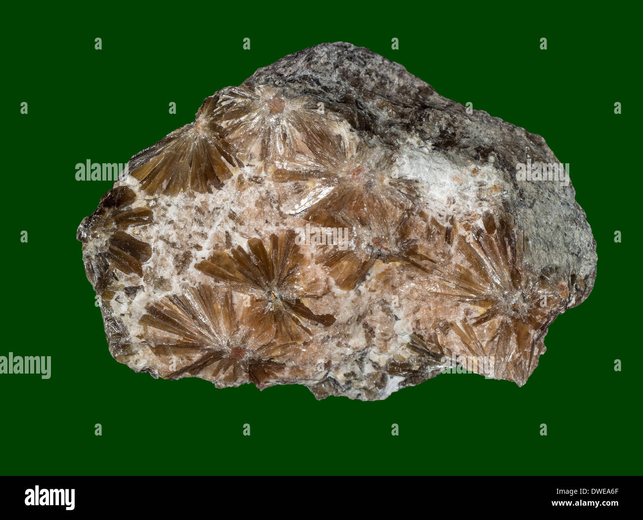 Daisy minerale di gesso Cumbria Regno Unito Foto Stock