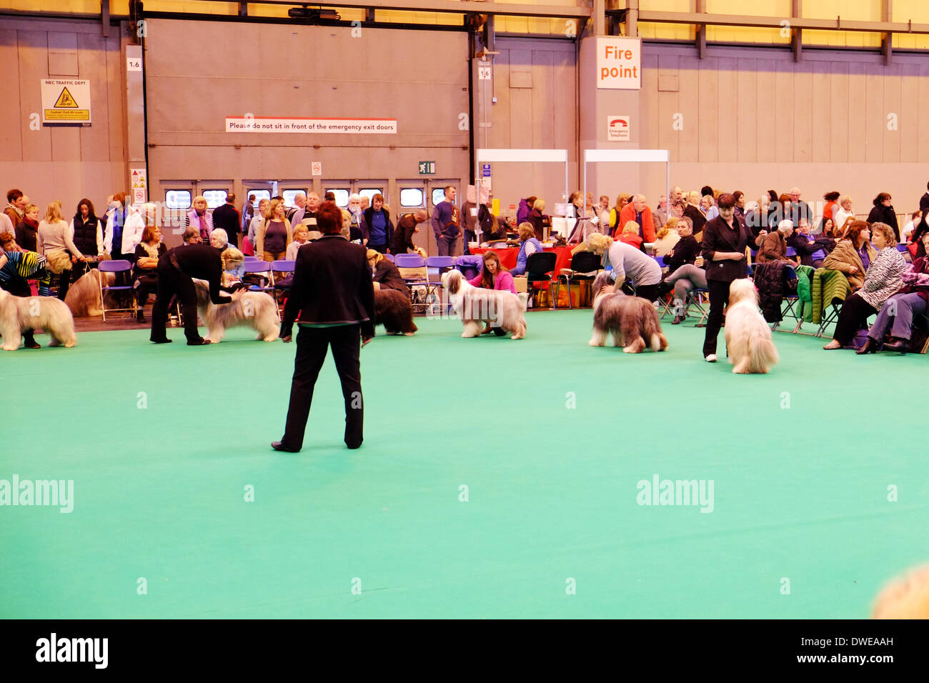 Birmingham, Regno Unito. Il 6 marzo 2014. Il Crufts 2014 dog show in NEC National Exhibition Centre Birmingham REGNO UNITO Inghilterra giorno uno dei premier dog show e la concorrenza. Credito: Paul Thompson Live News /Alamy Live News Foto Stock