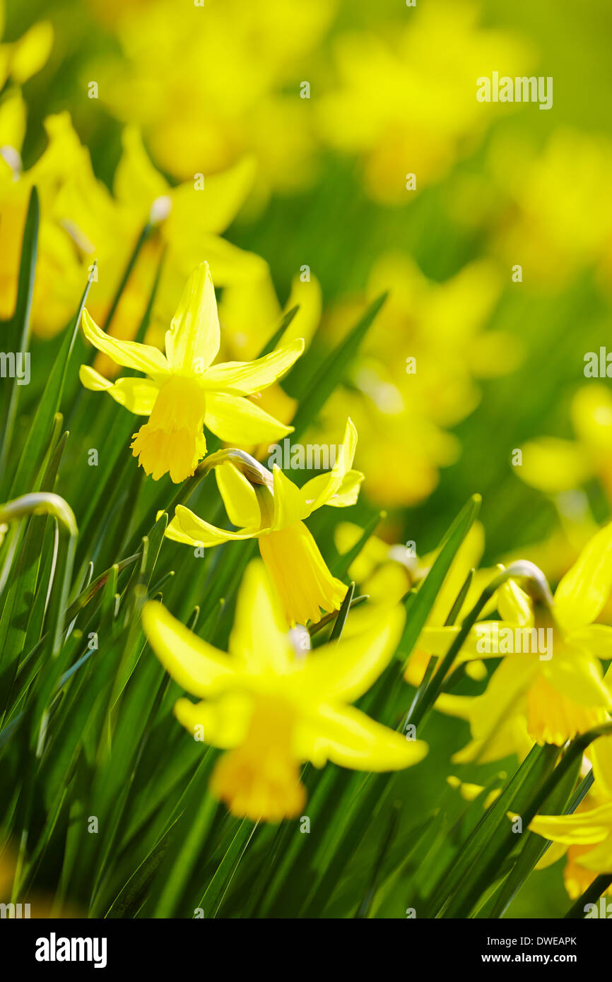 La molla narcisi sotto il sole Foto Stock