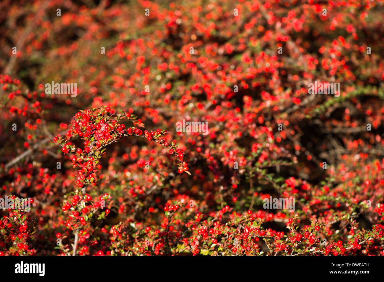 Cotoneaster horizontalis, Parete Cotoneaster, con frutti di bosco in autunno Foto Stock