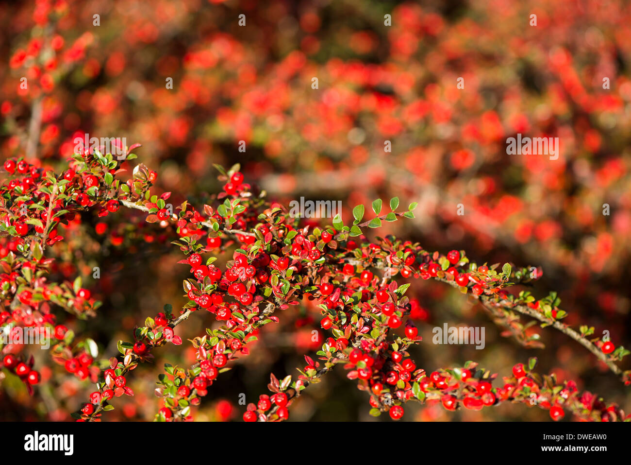 Cotoneaster horizontalis, Parete Cotoneaster, con frutti di bosco in autunno Foto Stock