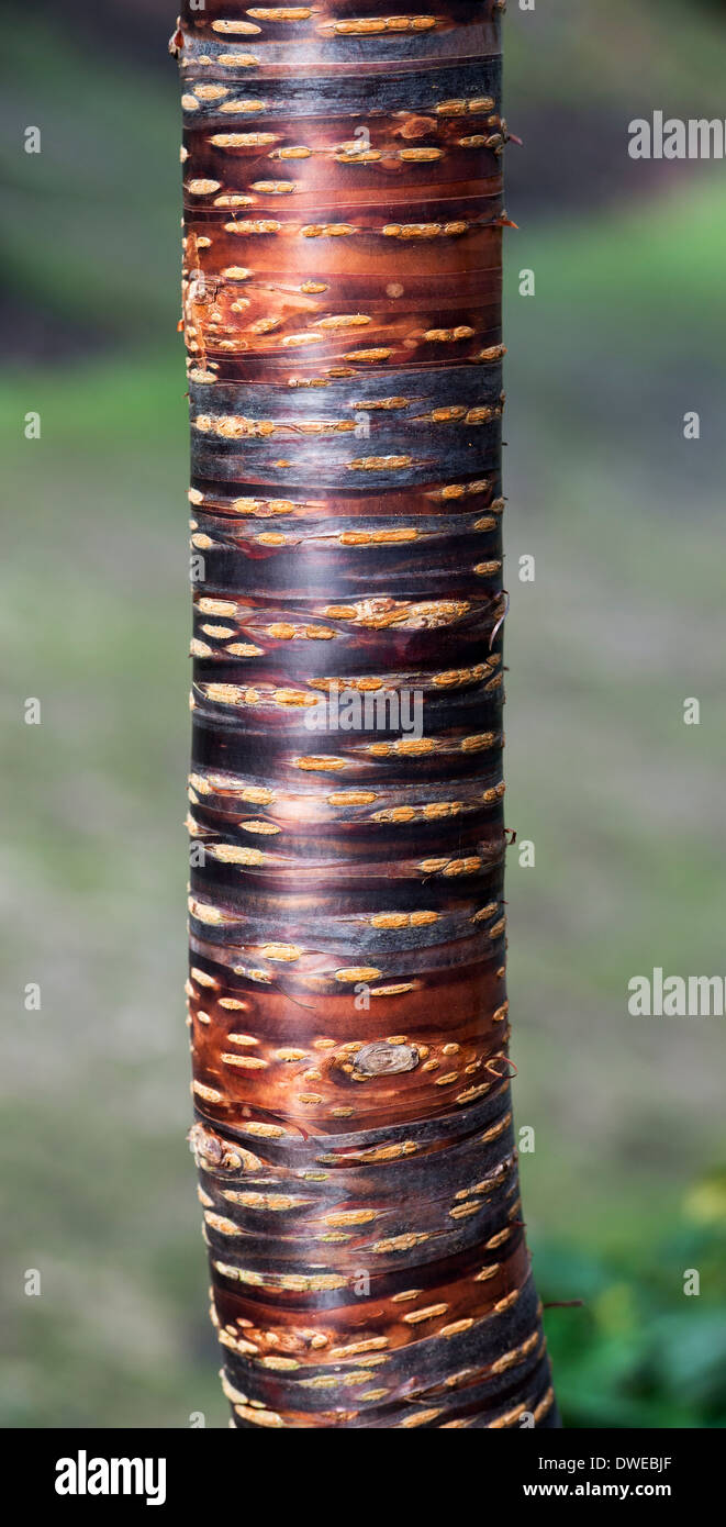 Prunus Himalaica. Ciliegio himalayana di corteccia di albero Foto Stock