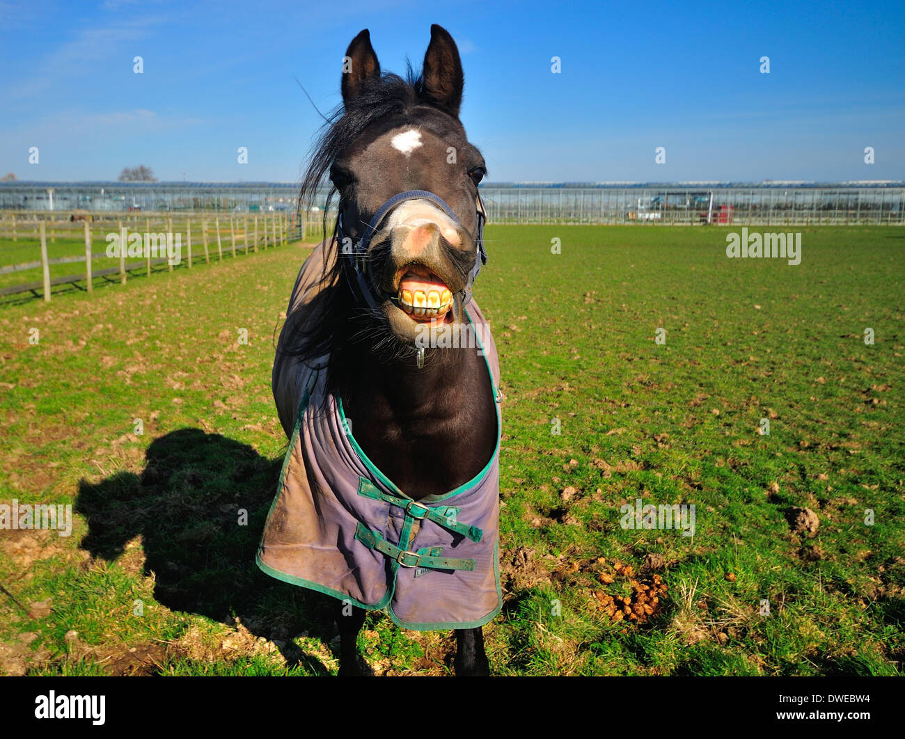 Bianco e nero cavallo arabo con labbro sollevato mostra i denti Foto Stock