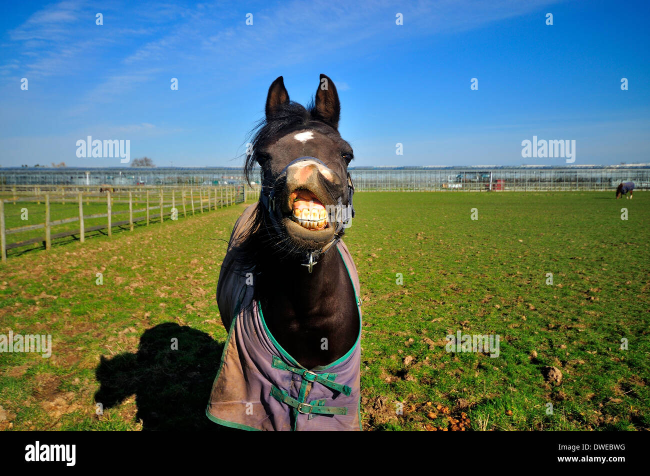 Bianco e nero cavallo arabo con labbro sollevato mostra i denti Foto Stock