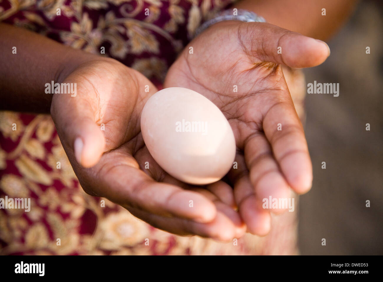 Megapode o Melanesian scrubfowl uova sono apprezzati come cibo, Savo, Isole Salomone, Sud Pacifico Foto Stock