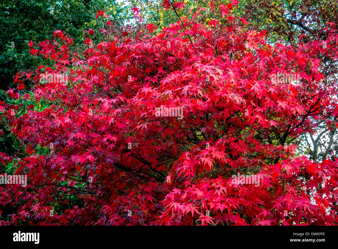 Acer Palmatum parte in autunno Foto Stock