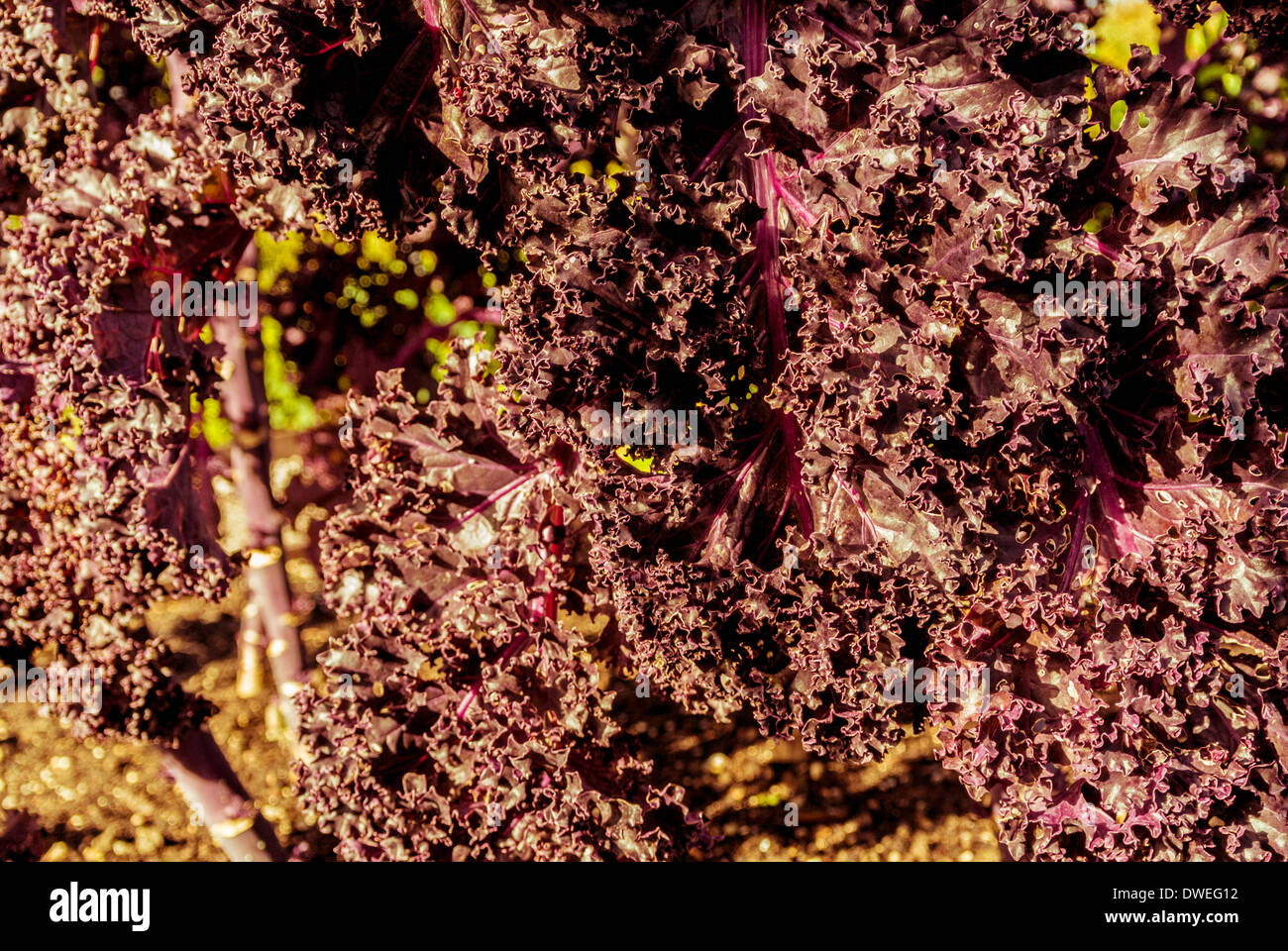 Foglie rosse scure di Kale 'Redbor' che crescono in un giardino britannico. Foto Stock