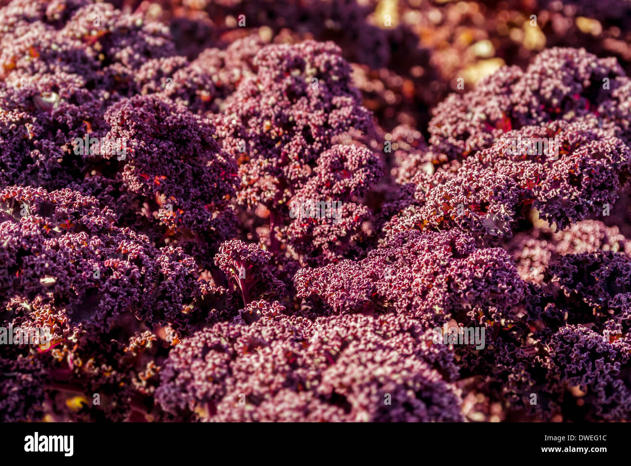 Foglie rosse scure di Kale 'Redbor' che crescono in un giardino britannico. Foto Stock