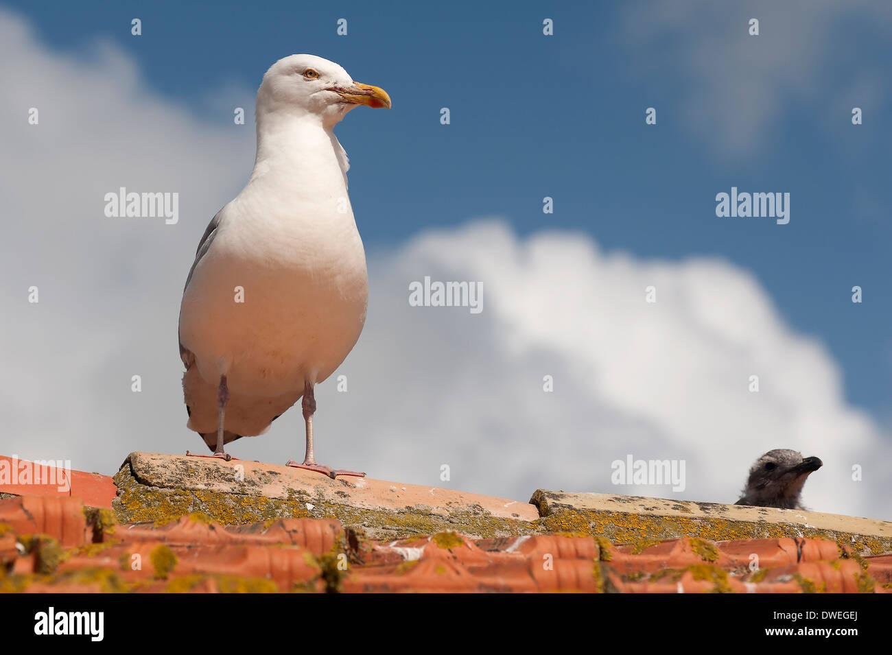 Aringa europea Gabbiano nel dipartimento della Charente-Maritime, Francia occidentale Foto Stock