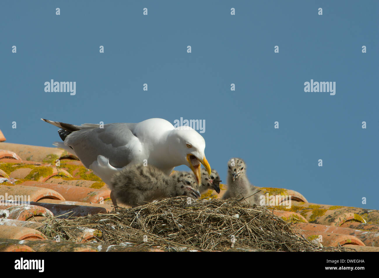 Aringa europea Gabbiano nel dipartimento della Charente-Maritime, Francia occidentale Foto Stock