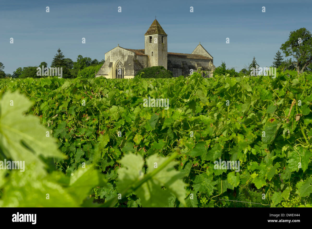 Chiesa di Agudelle vicino a vigneti, Haute-Saintonge, Charente-Maritime, Francia Foto Stock