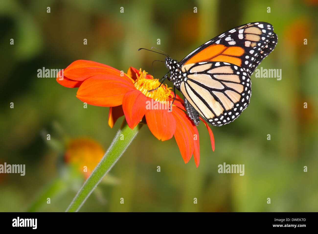 Una colorata farfalla monarca Nectaring su un fiore di arancia con uno sfondo verde, Danaus plexippus; Southwestern Ohio, Stati Uniti d'America Foto Stock