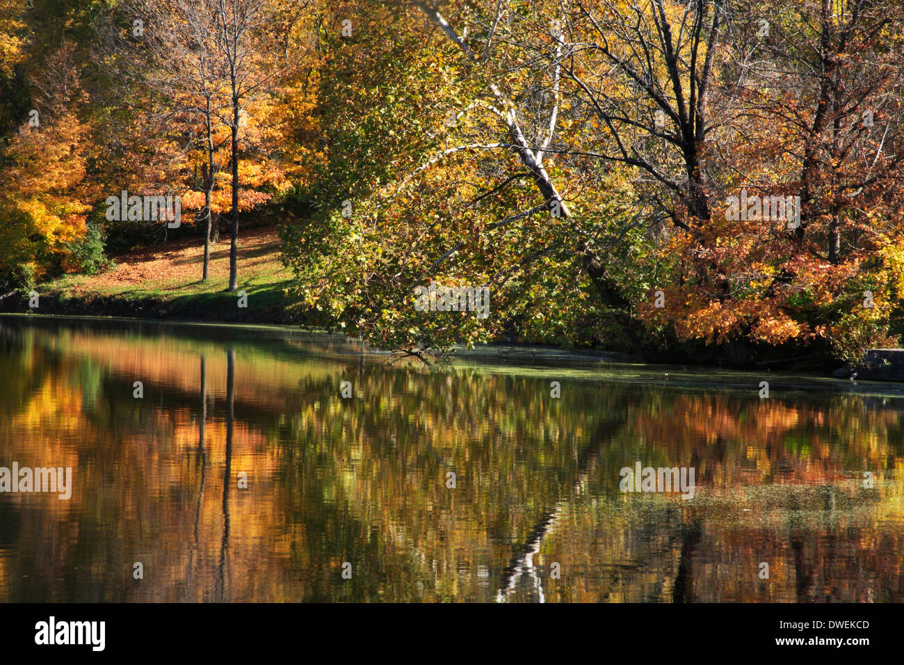 Una variopinta scena, alberi lungo la riva del lago in autunno, Sharon boschi, Southwestern Ohio, Stati Uniti d'America Foto Stock