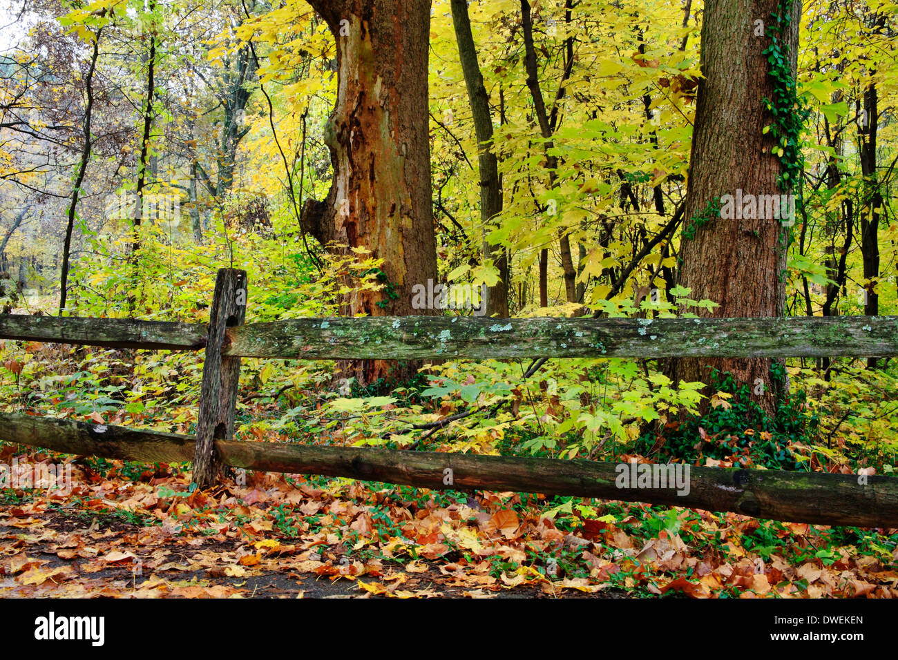 Colorato Caduta delle Foglie e una vecchia staccionata in legno in un giorno di pioggia in autunno al parco dei Boschi di Sharon, Southwestern Ohio, Stati Uniti d'America Foto Stock